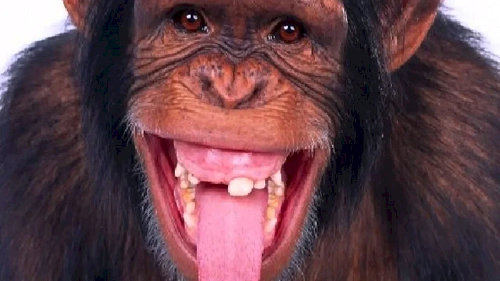 Affe hautnah