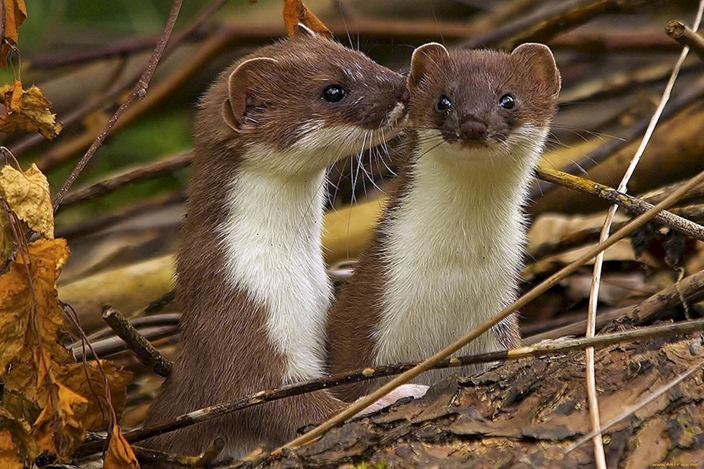 Mustela nivalis