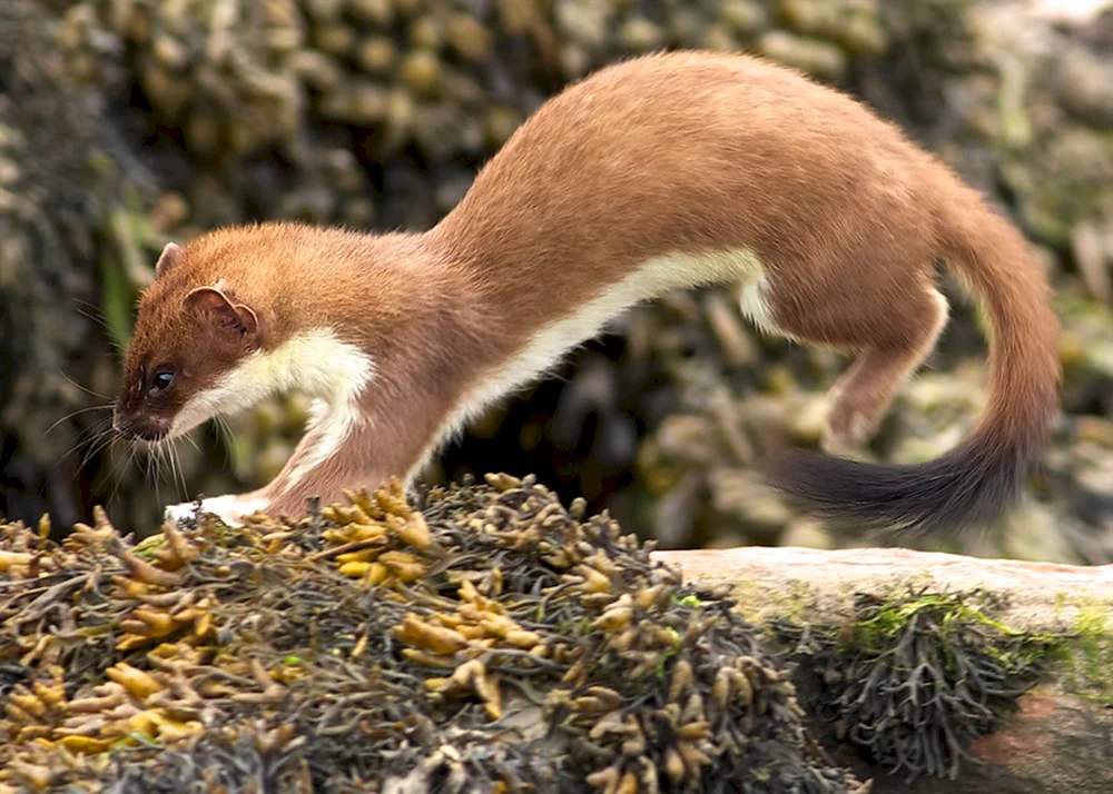 Mustela erminea