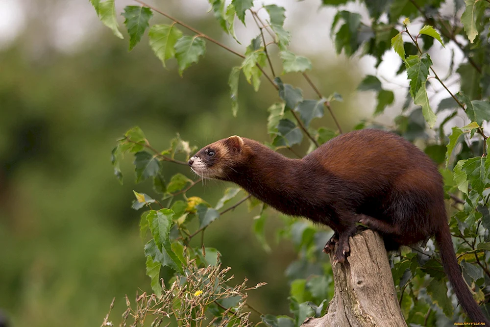 Wiesel Mustela nivalis