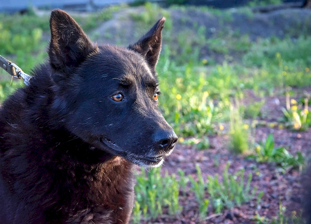 Kunming-Schäferhund
