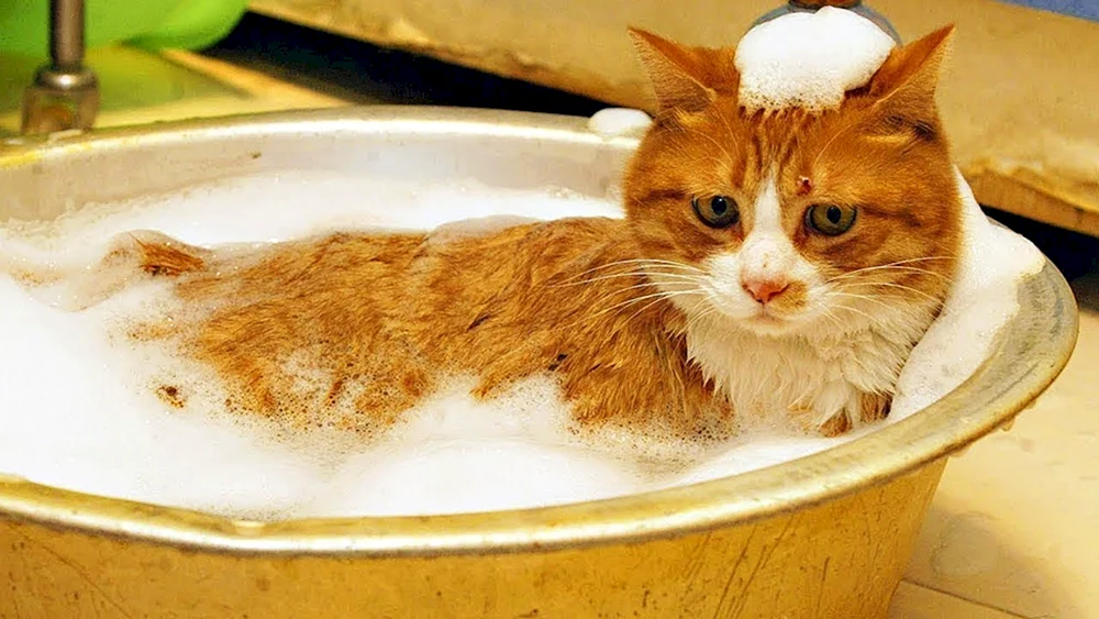 Katze in der Badewanne