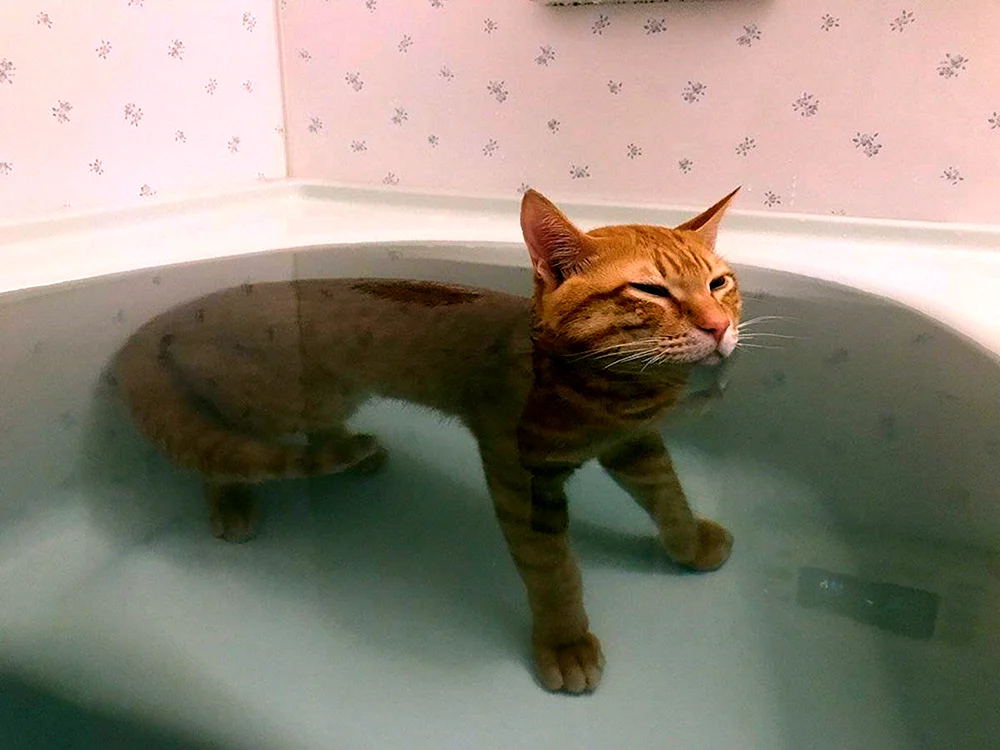 Lustige Katzen
