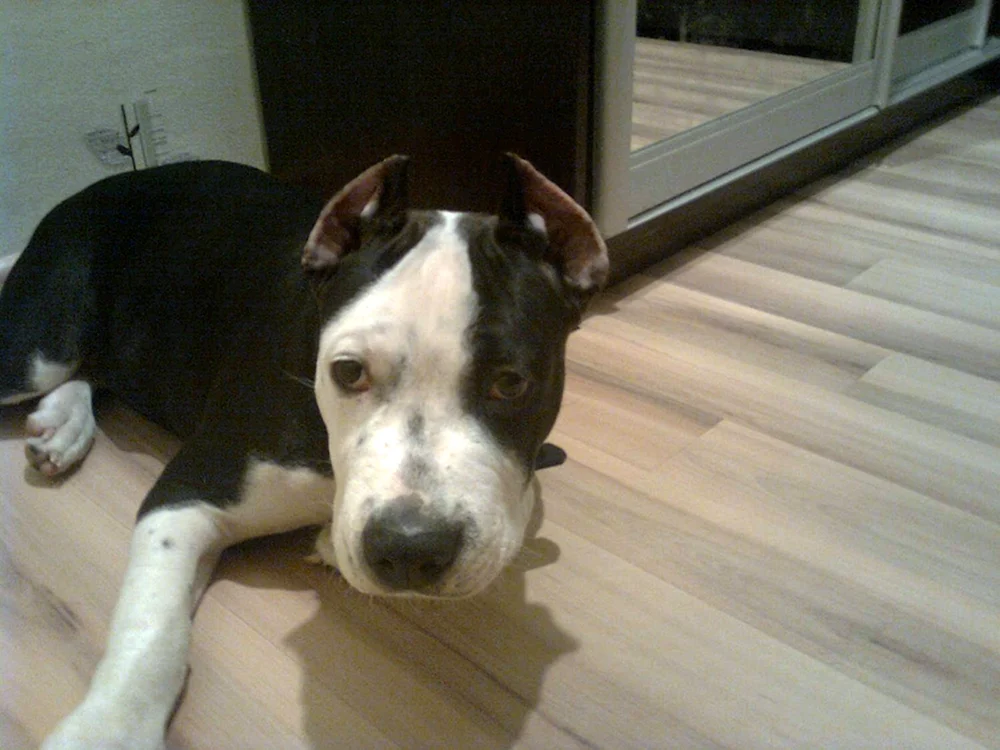Staffordshire Terrier ohrenkupiert