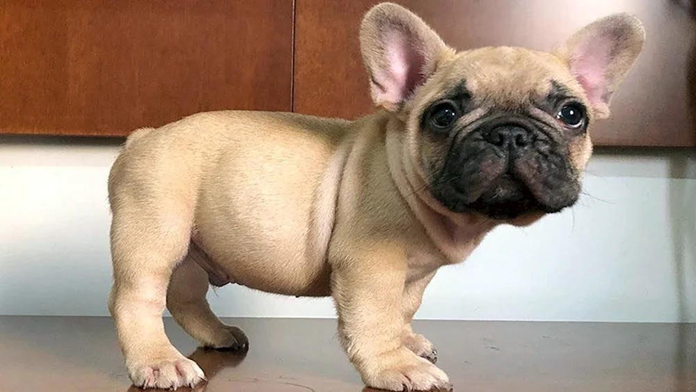 Schwangere französische Bulldogge Bulldogge