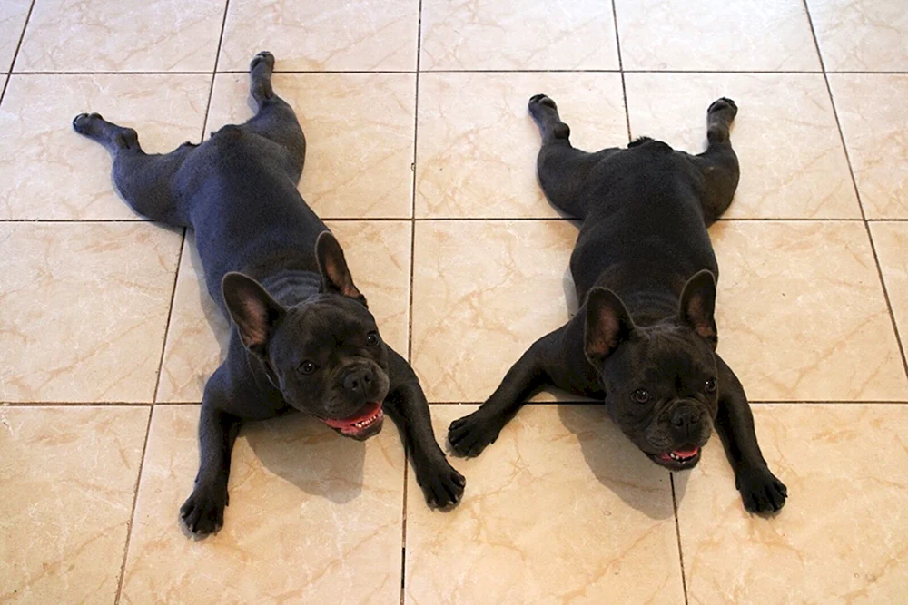 Kupiert. Französische Bulldogge mit Schwanz