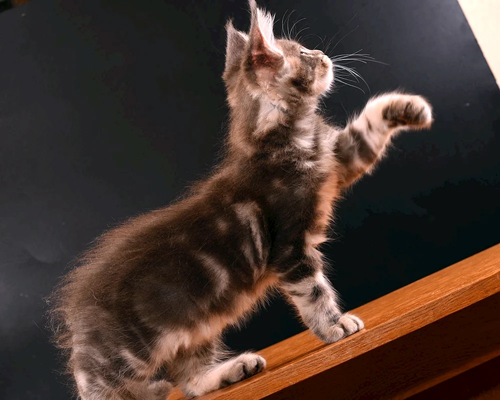 Maine Coon's Curlew