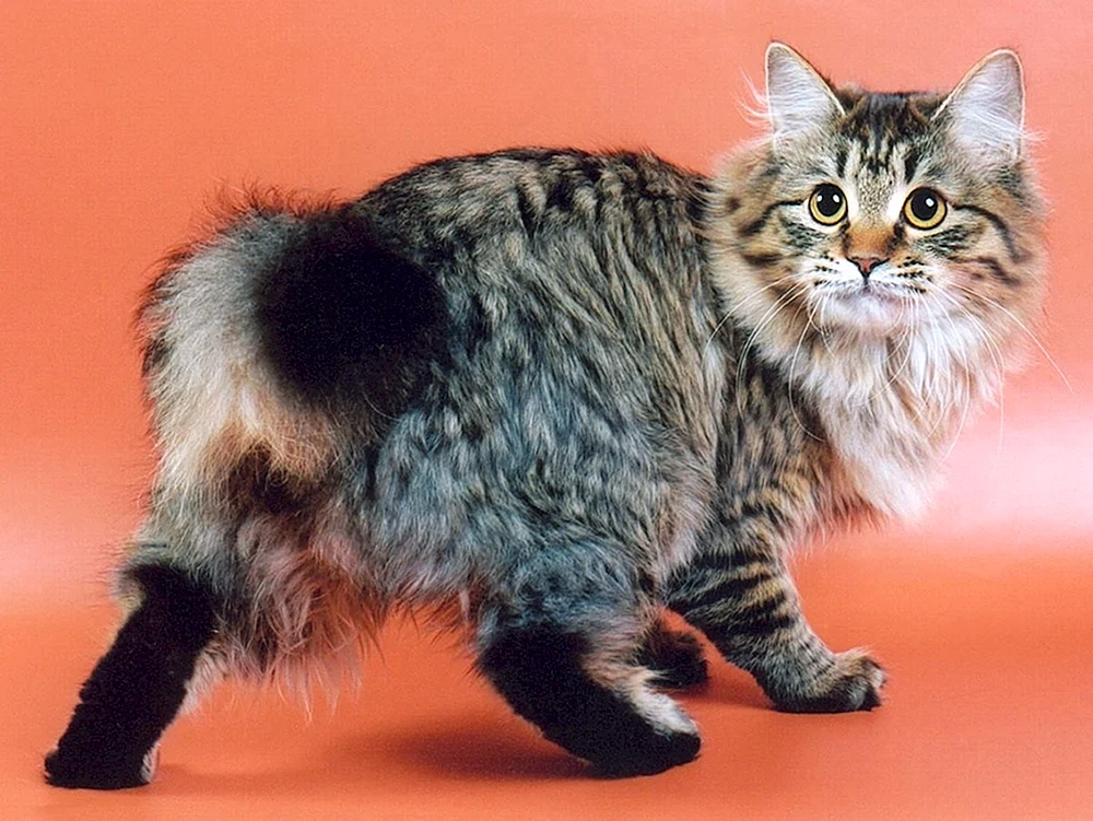 Pixiebob-Katze