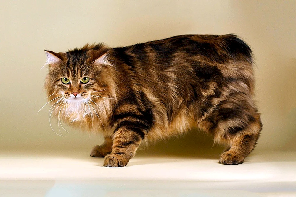 Amerikanische Kurzhaar-Bobtail-Katze
