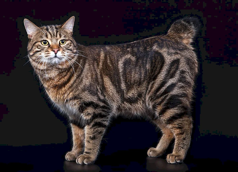 Amerikanische Bobtail-Katze