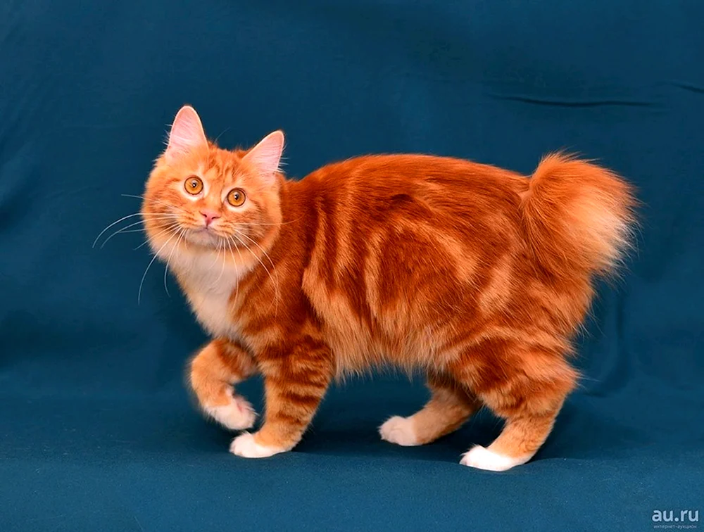 Bobtail-Katze