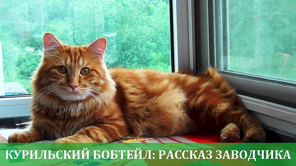Sibirische Katze kurzhaarig rothaarig