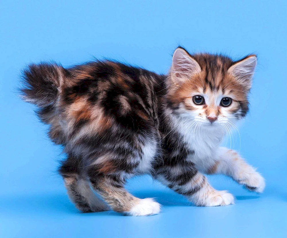 Surilianische Bobtails