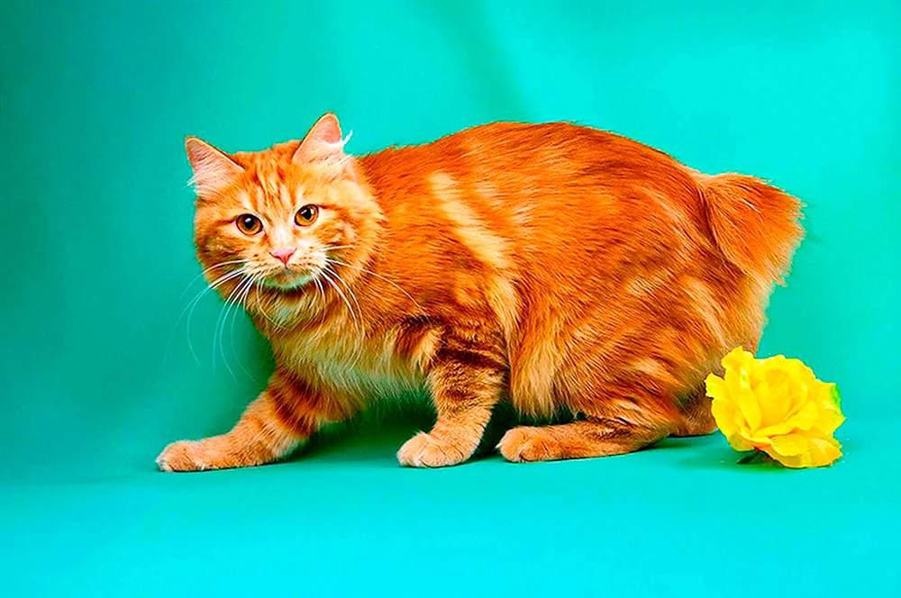 Kurilianische Bobtail Katze