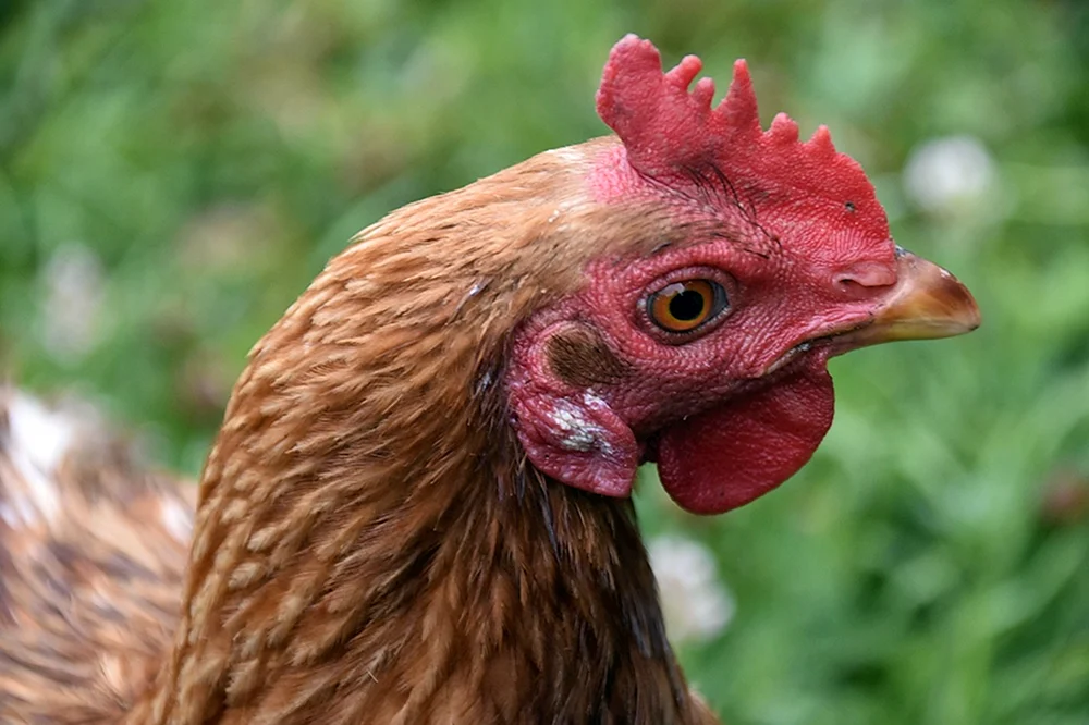 Hahnhahnkamm Erfrierungen bei einem Huhn