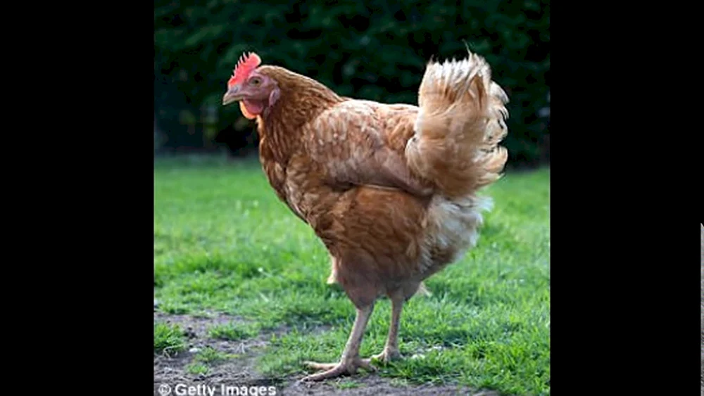 Huhn