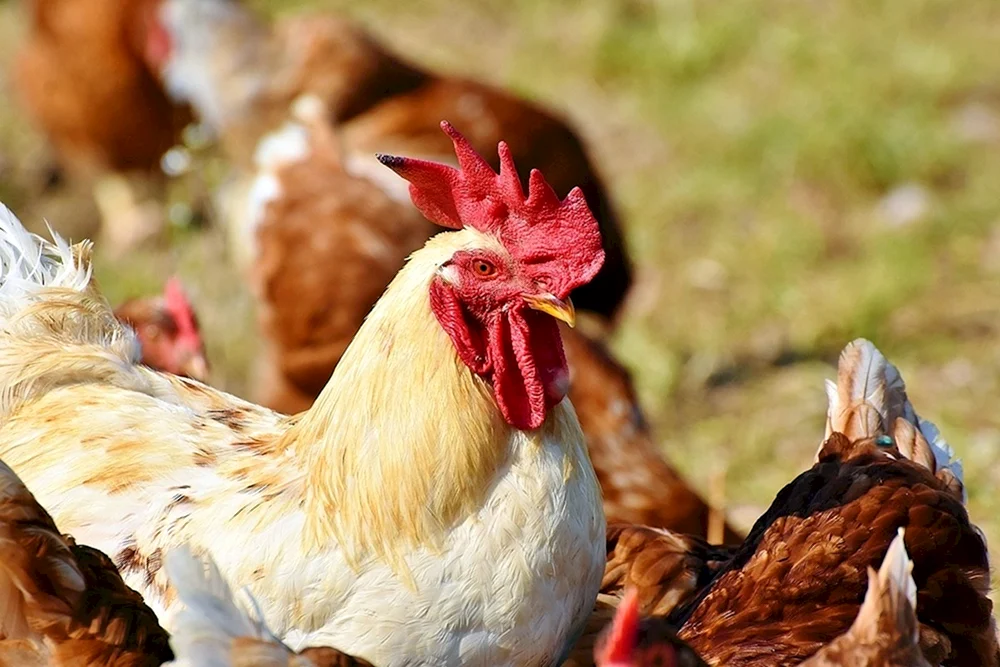 Huhn