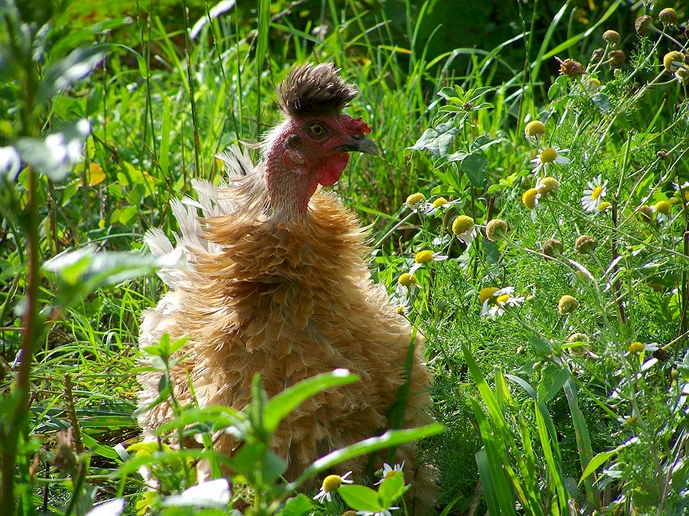 Bankiwka-Dschungelhuhn. Huhn