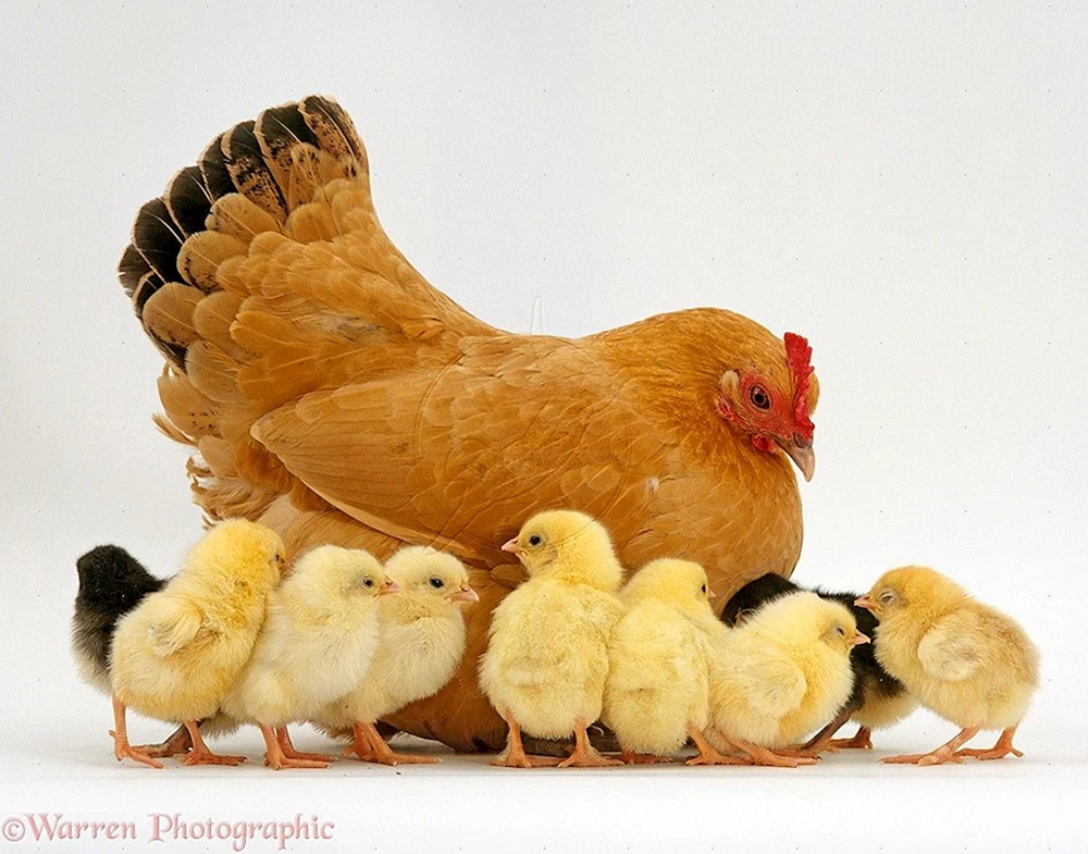 Bronze breitbrüstige Gans