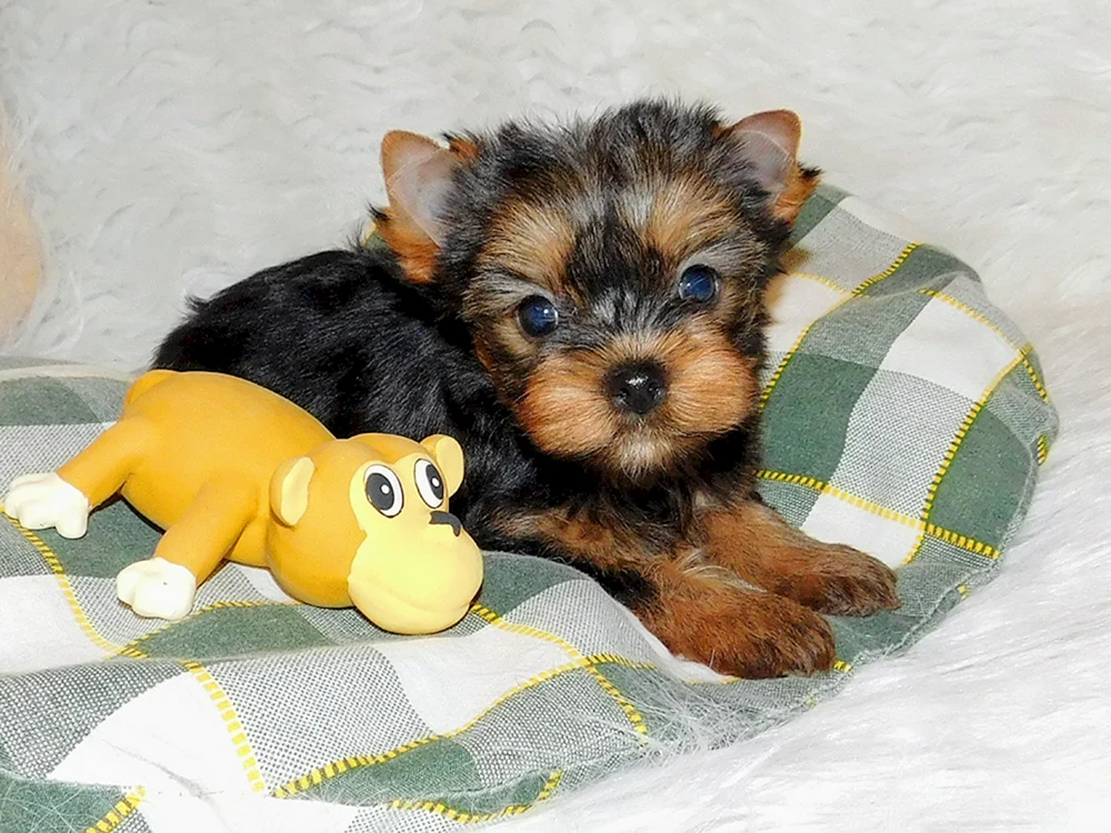 Yorkshire Terrier mini