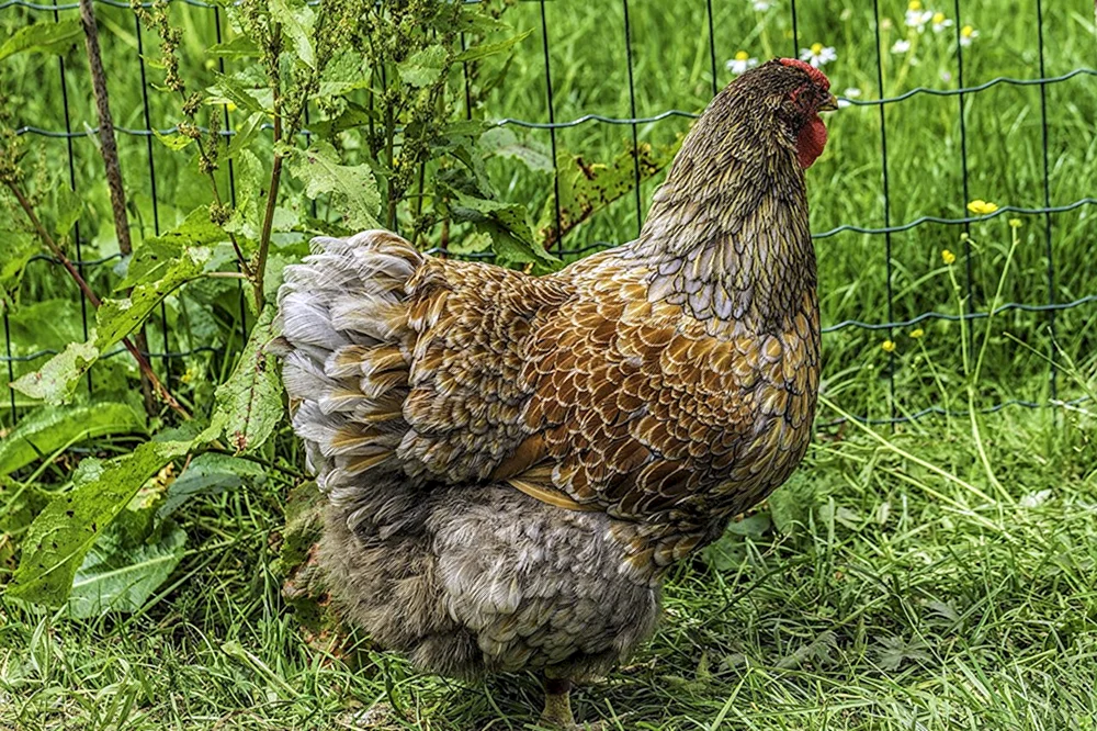 Bankiwka-Sprenkelhuhn. Dschungelhuhn Gallus gallus