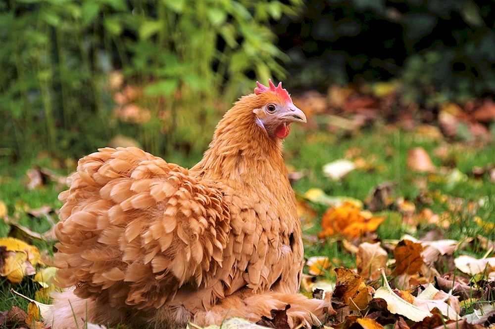 Bankiwa-Dschungelhuhn Huhn