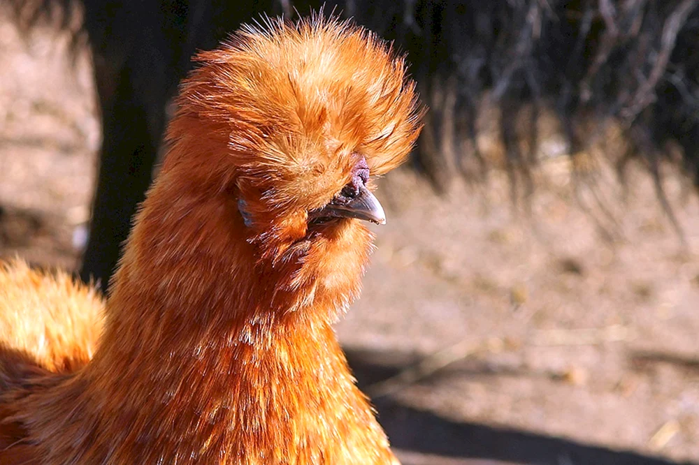 Haubenwasservogel