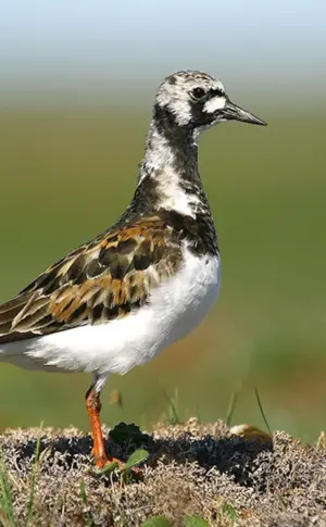 Alpenschneehuhn