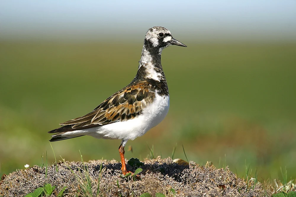 Alpenschneehuhn