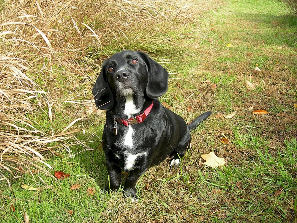 Kurtshaarker spaniel