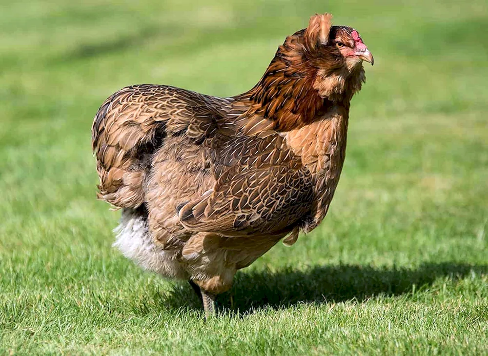 Ameraucana Hühner