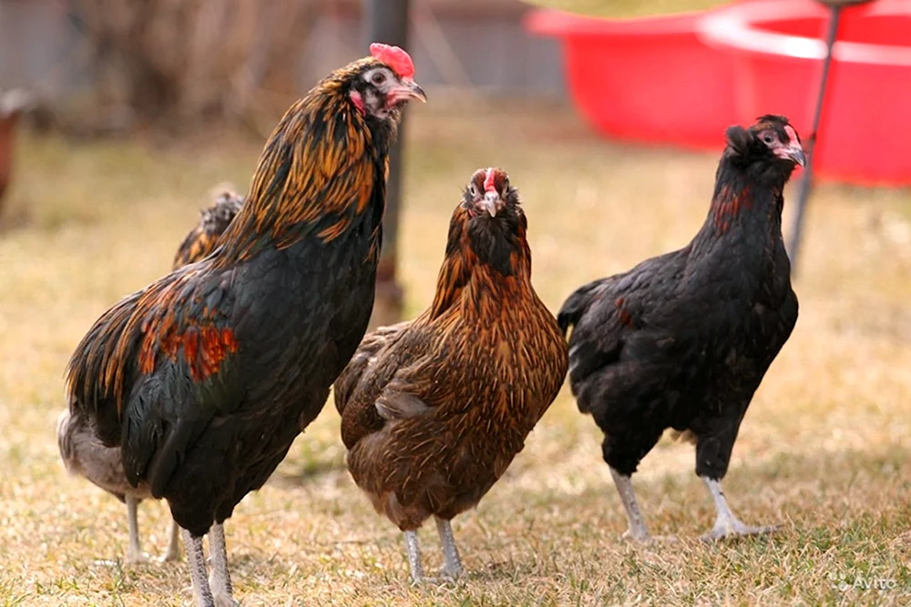 Ameraucana Lavendel Hühner