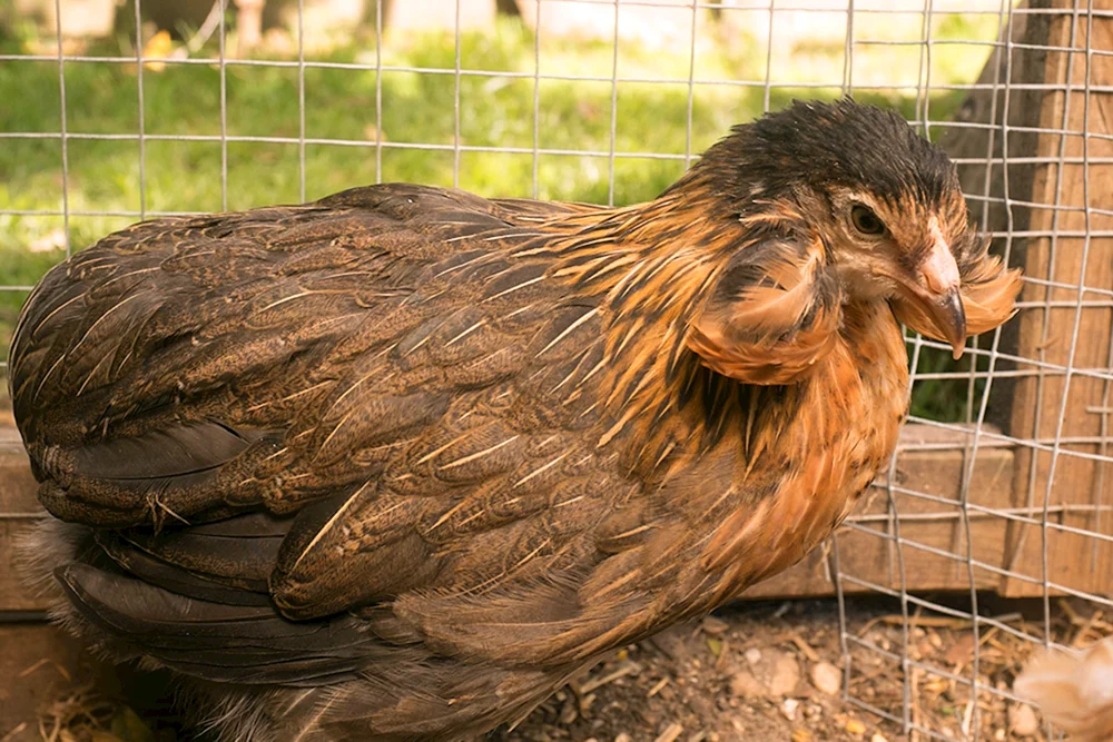 Ameraucana Hühner Ameraucana