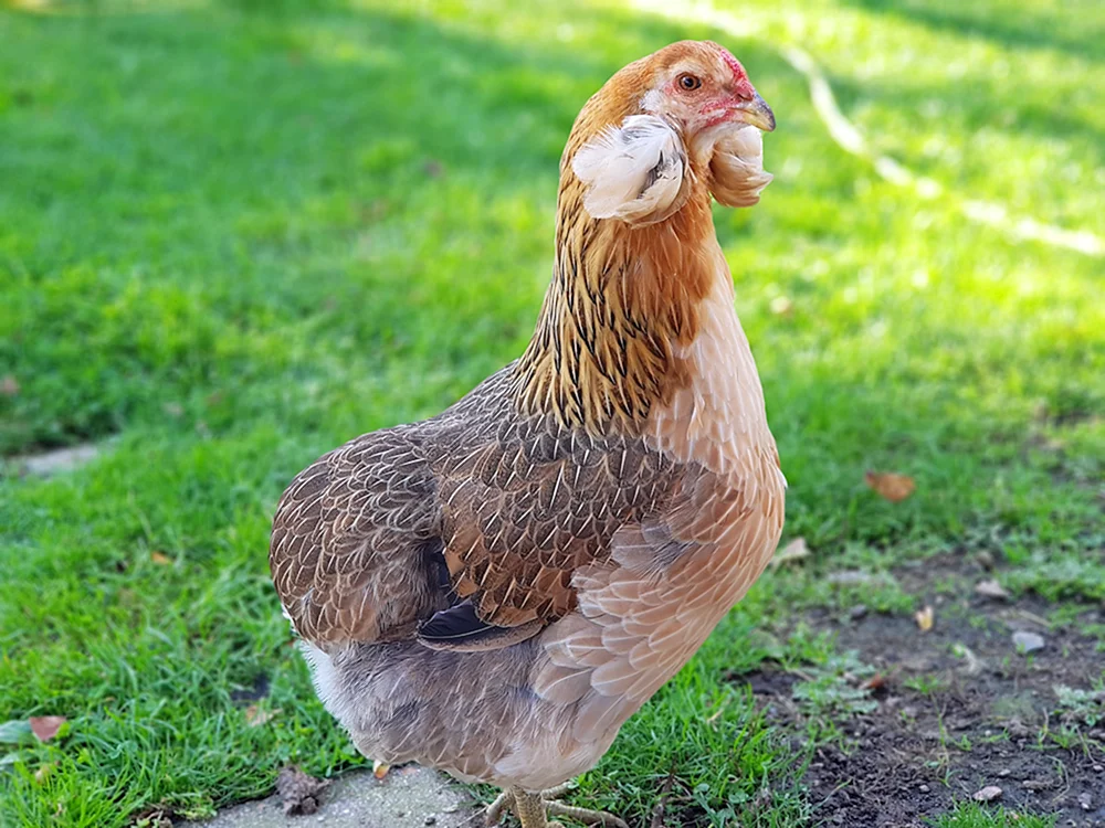 Araucana Eier