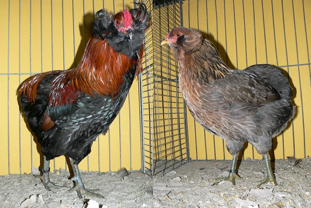 Ameraucana Hühner Hühnerrasse