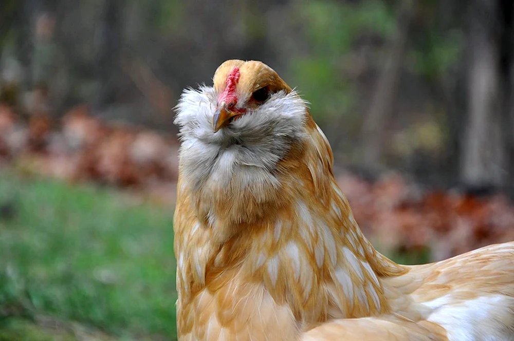 Araucana Lavendel Hühner