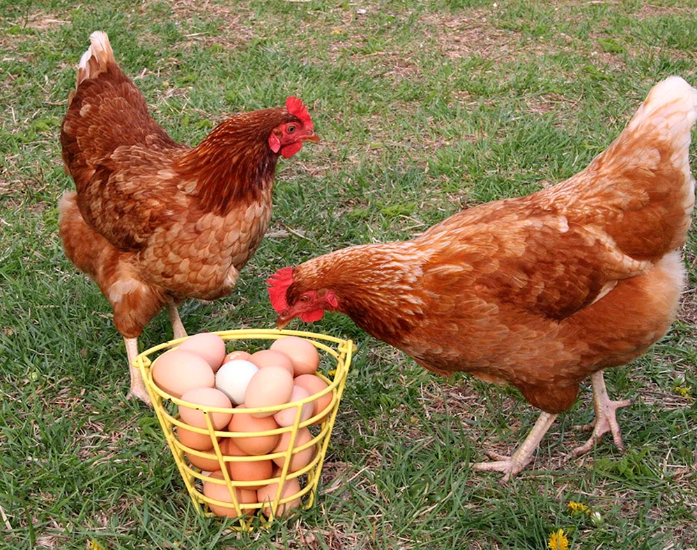 Foxy Chick Hens