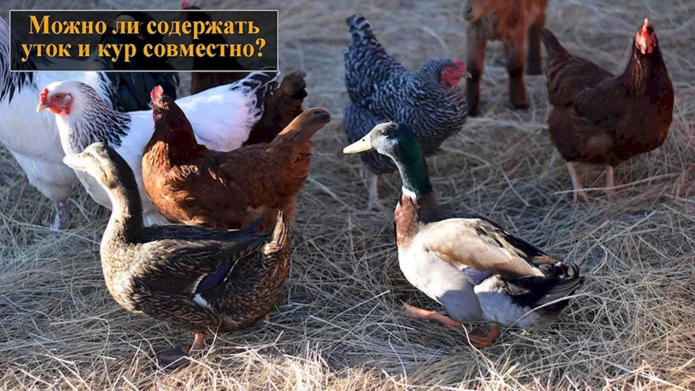 Poultry