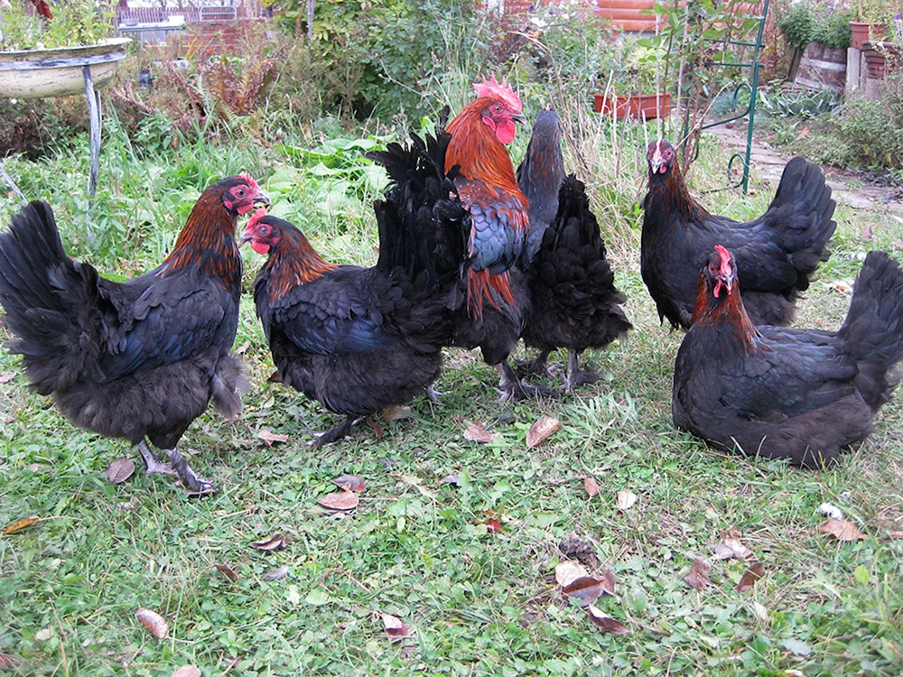 Maranhühner schwarz kupfer