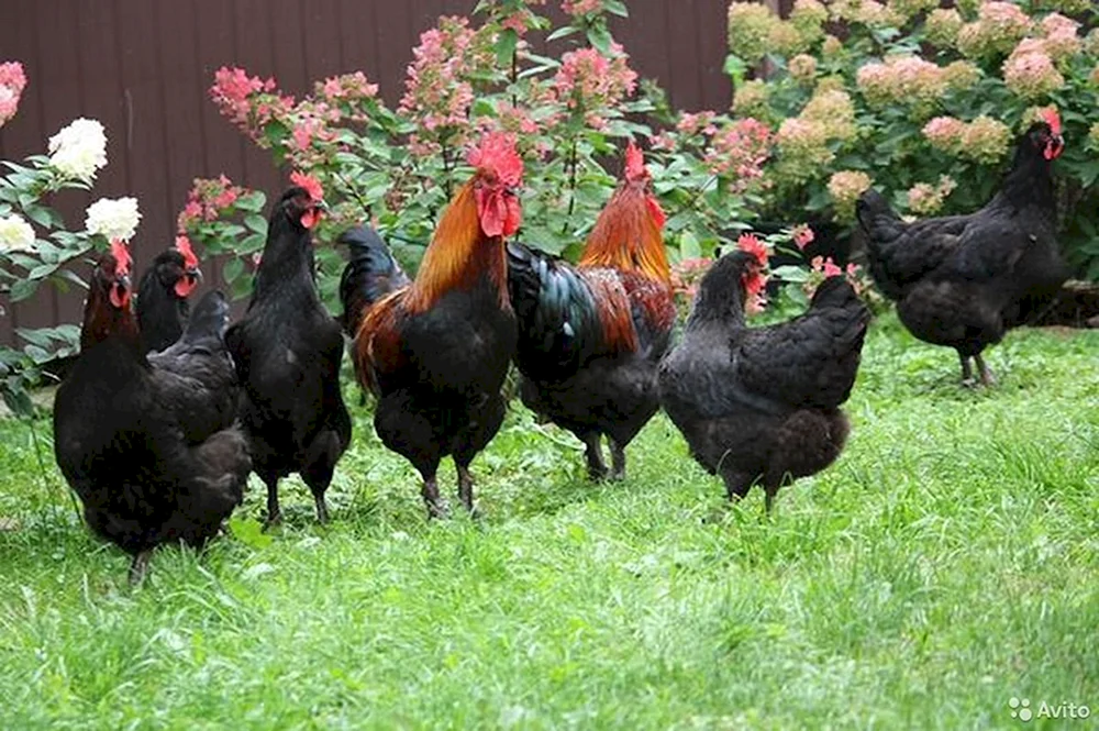 Maranhühner schwarz kupfer