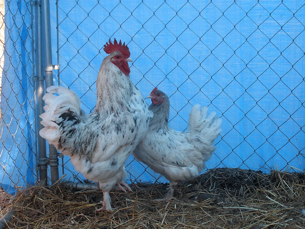 Maran Kuckuck Maran
