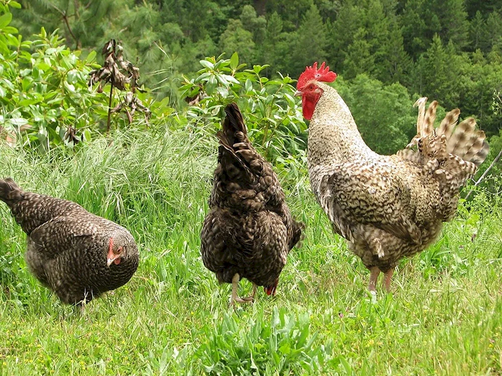 Maran silberfarbig