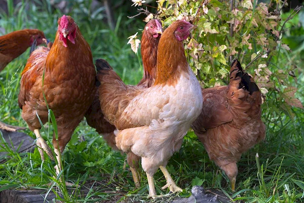 Dominant Legehennen