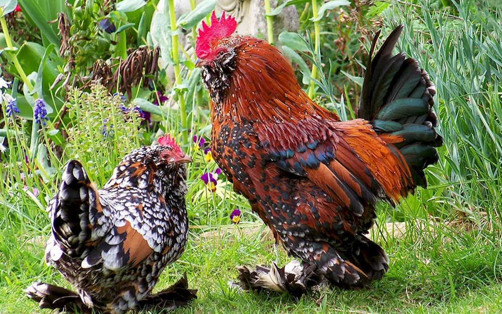 Viandot goldenes schwarzköpfiges Viandot