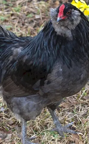 Ameraucana Hühner
