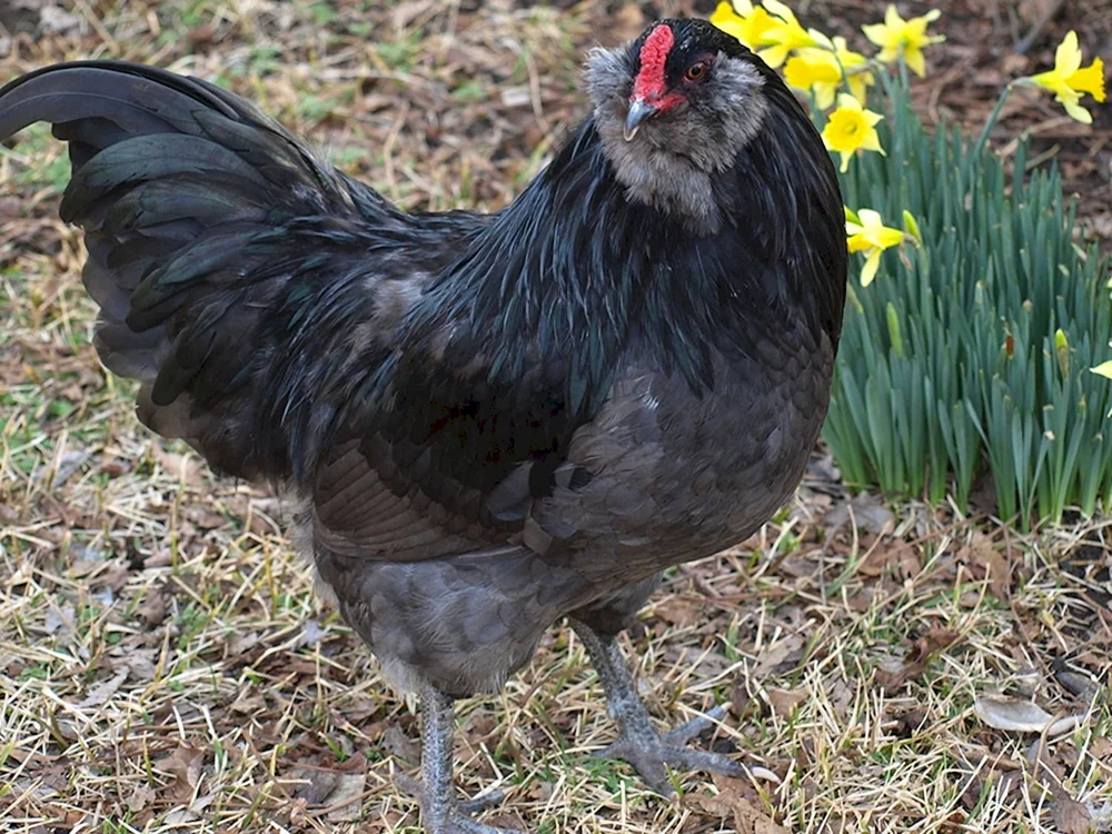 Ameraucana Hühner