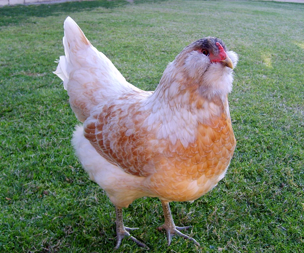 Ameraucana Hühner