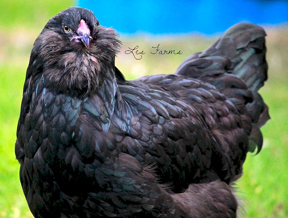 Ameraucana Hühner