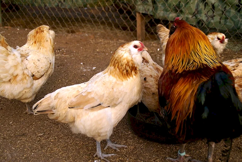 Ameraucana Eier