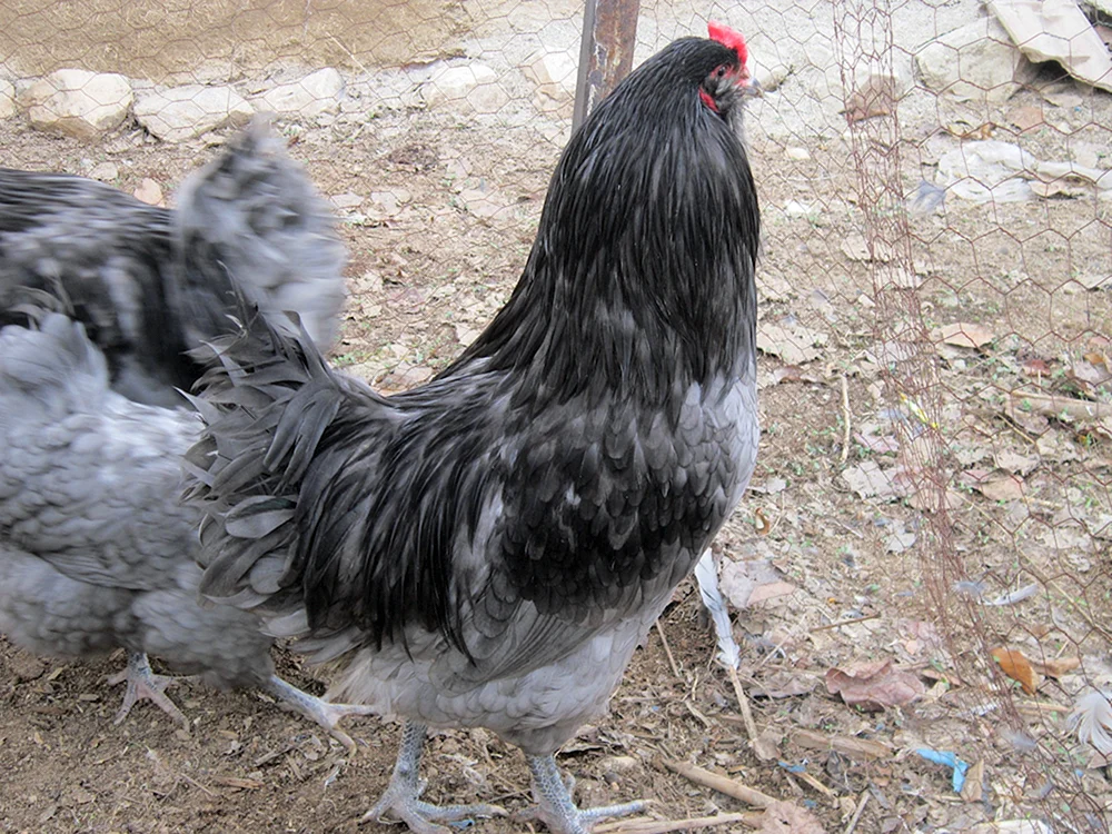 Ameraucana Hühner